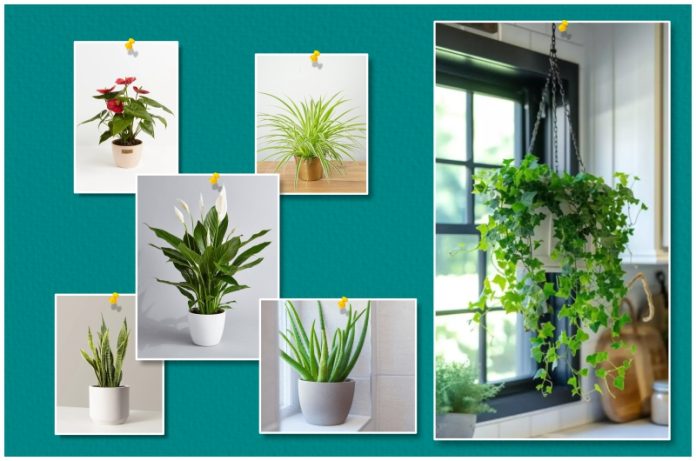 Best Air Purifying Plants for Home this Summer